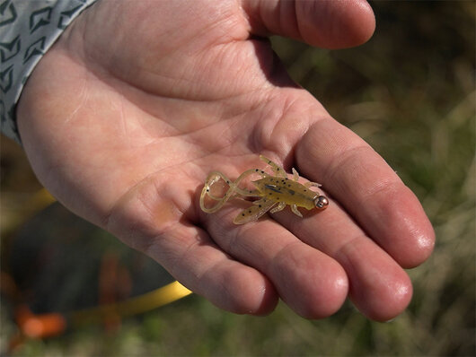 Umelá nástraha delphin b! stinx nympha / 20ks - 101005773_92