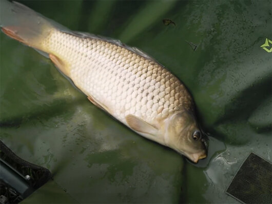 Vanička Delphin Eazy SAFE