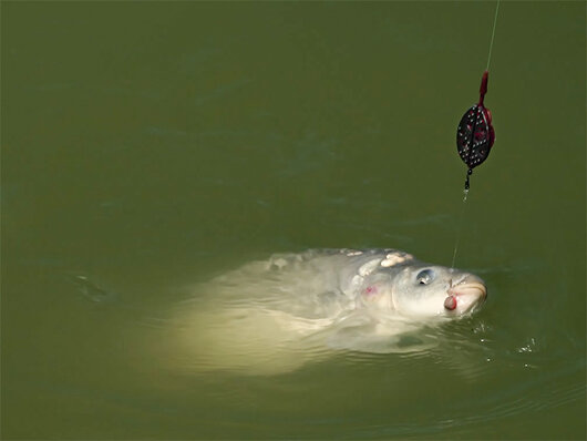 Krmítko Delphin Method QUIX