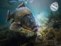 Wafters D SNAX SHELL 10mm/30g 