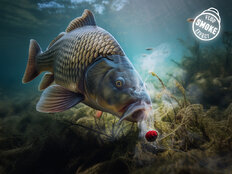 Nástraha D SNAX SHELL 10mm/30g