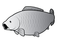 Pegatina carpa SILVER