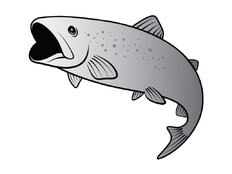 Pegatina de trucha SILVER