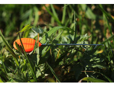 Aguja de boilie de plástico naranja / 100uds 